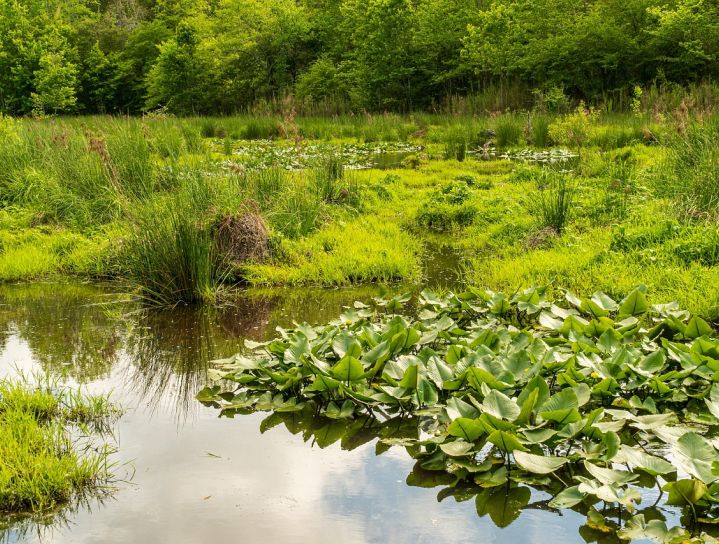 Wetlands.