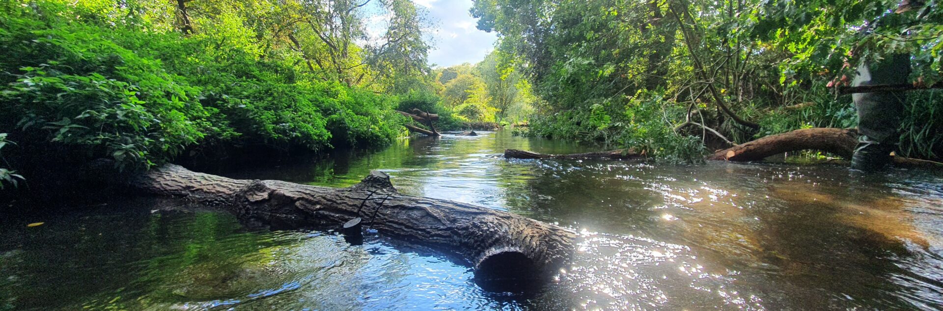 South East Rivers Trust - Log deflector image