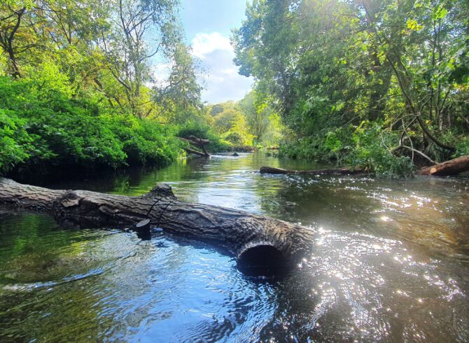 South East Rivers Trust - Log deflector image