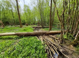 South East Rivers Trust - Leaky Dam photo