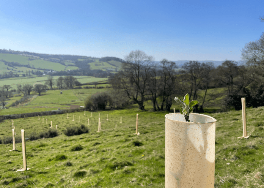 Tree planting woodpasture Wye Usk Foundation