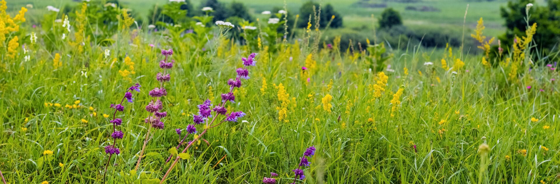 Flower meadow