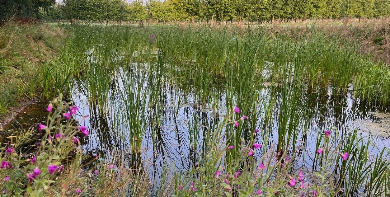Photo of an farm wetland in the Wye-Usk catchment