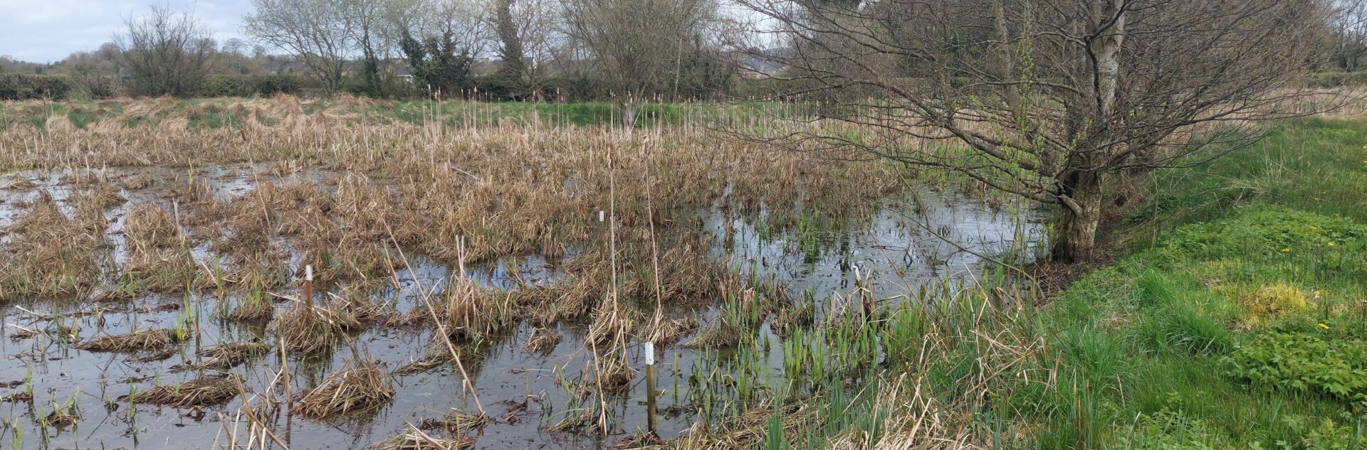 Constructed wetland