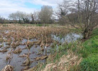 Constructed wetland